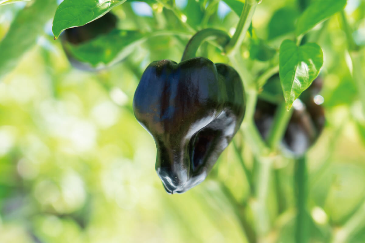 雲仙つむら農園
