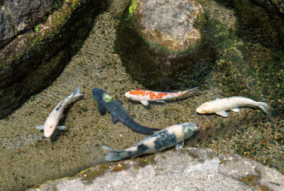 湧水庭園 四明荘