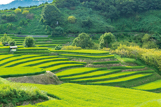 下赤阪の棚田 Shimoakasaka Terraced Paddy Fields