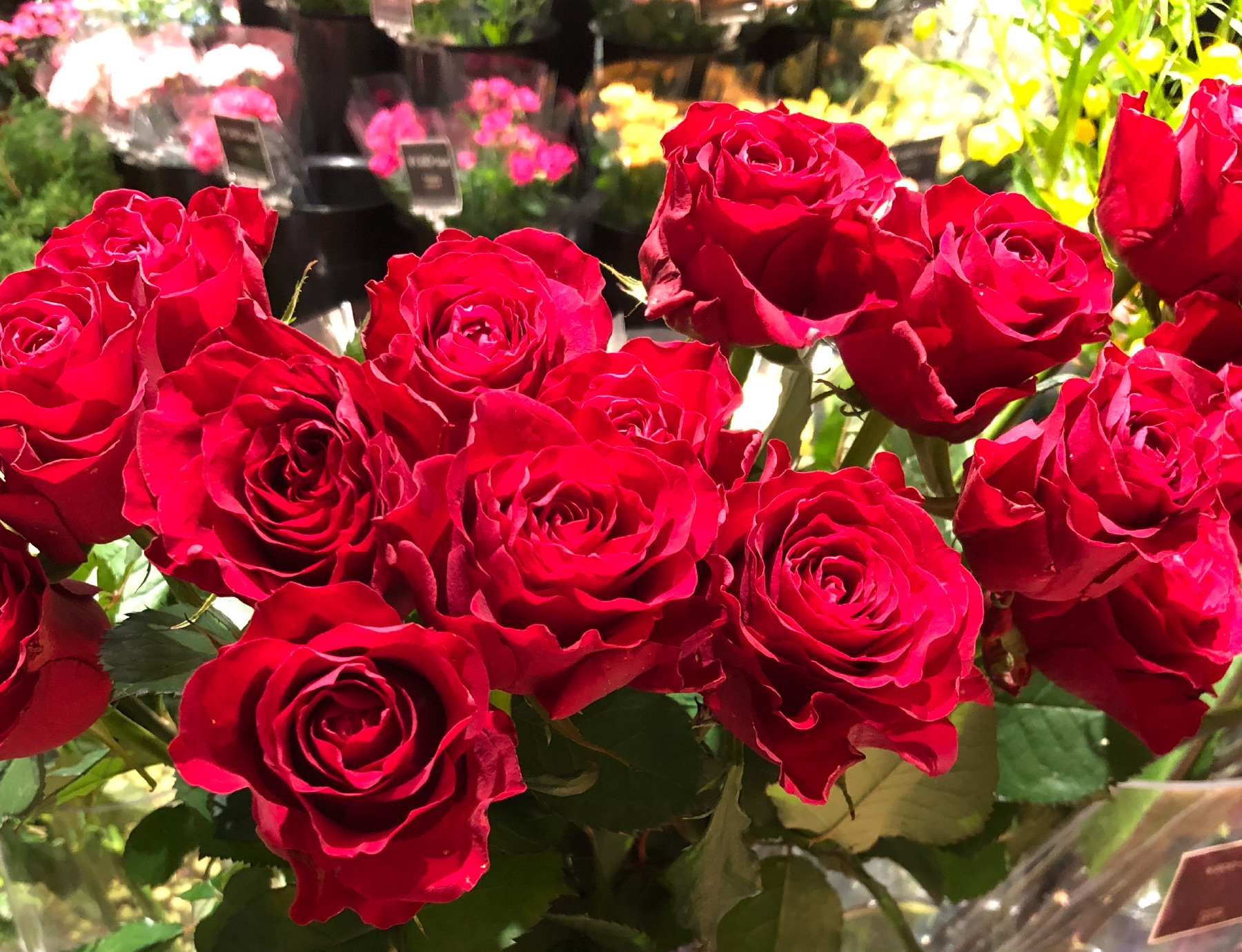 おでかけsavvy バーゲンブックweb ミント神戸