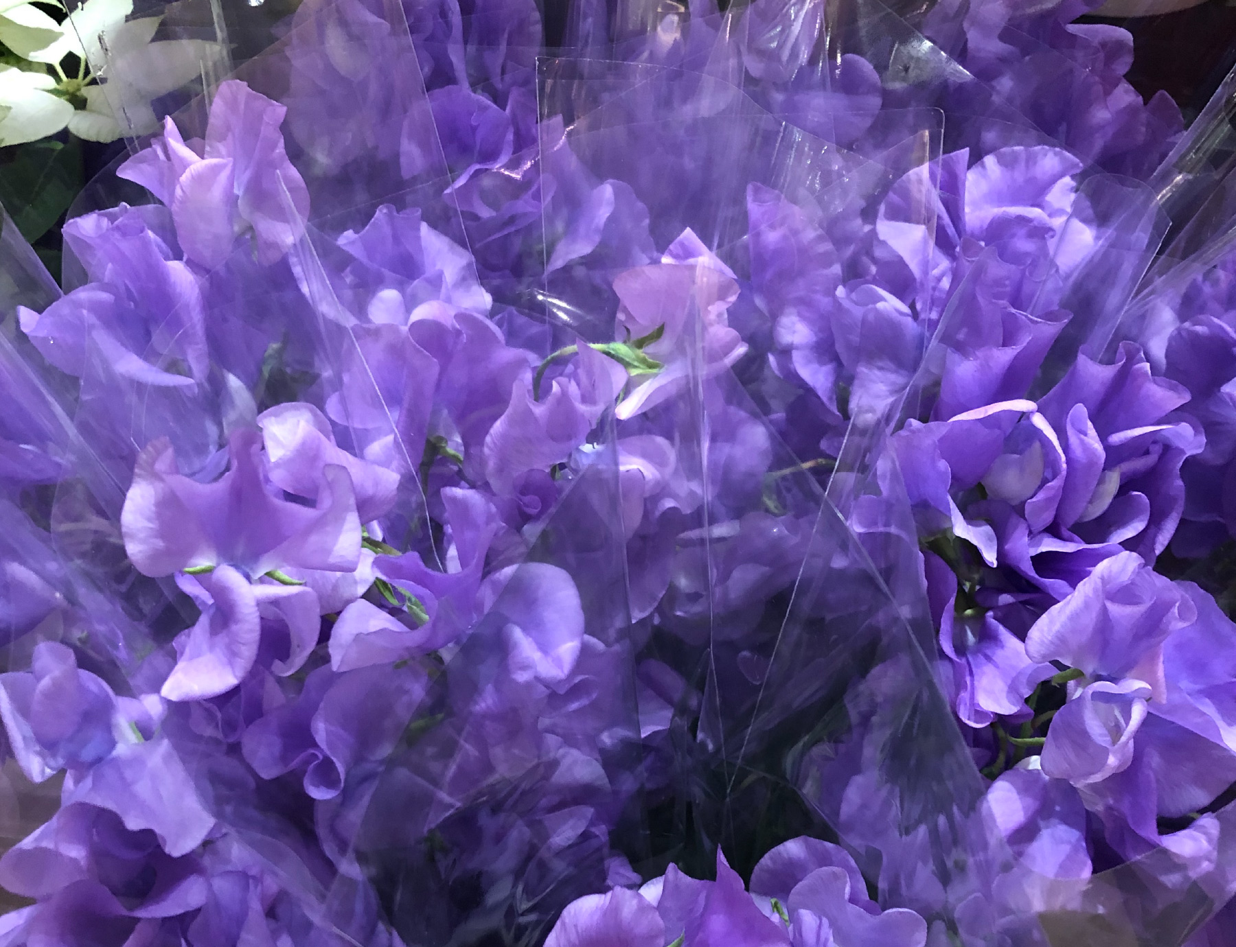 おでかけsavvy バーゲンブックweb ミント神戸