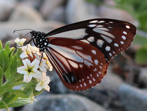 奈良で誕生 蝶を育てて還す飼育キット Lmaga Jp