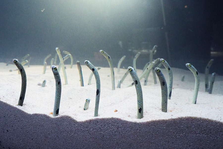 チンアナゴ444匹に、子どもたち釘付け | Lmaga.jp