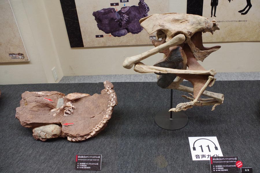 恐竜の体内に卵が残っているのがわかる化石。右の腰骨の間にある黒いものや左の矢印の先が卵