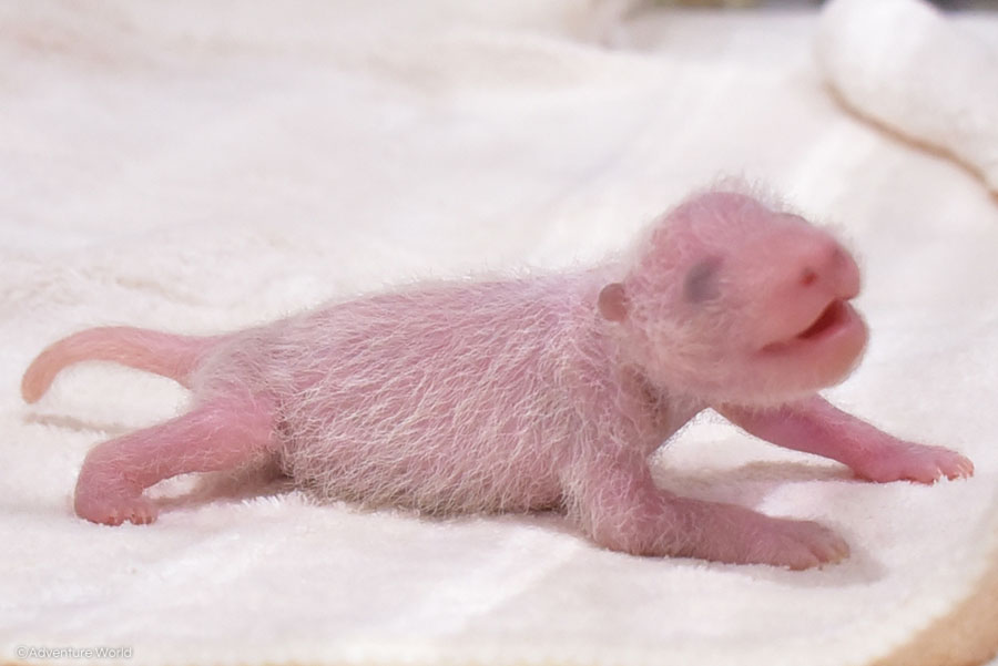 パンダ赤ちゃん、1週間でうっすら色が » Lmaga.jp