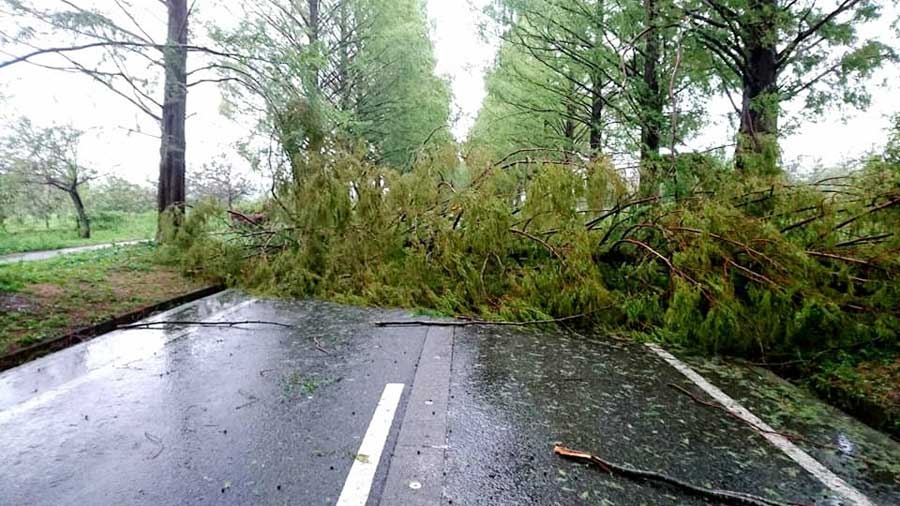 台風で倒木、メタセコイア並木も被害 » Lmaga.jp