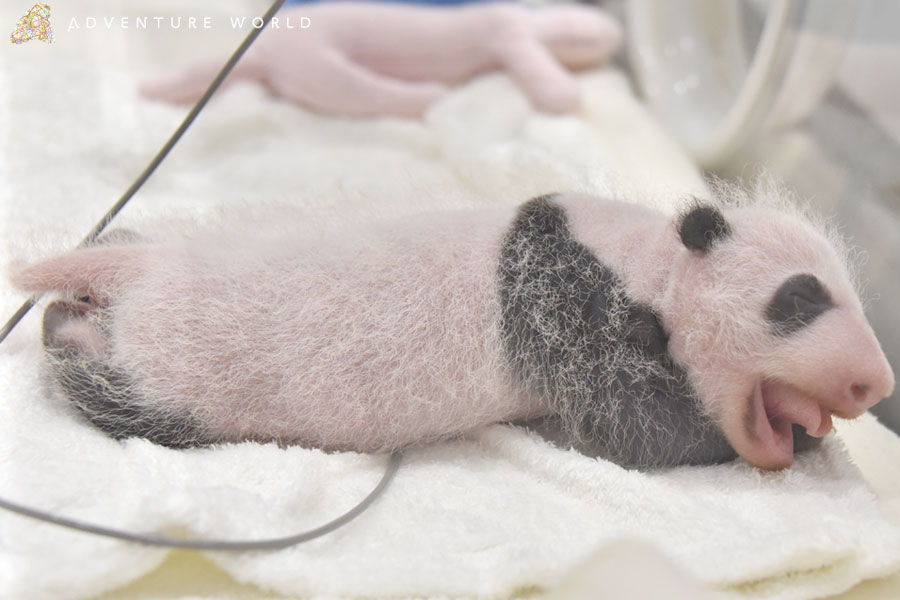 耳の黒い毛も生えはじめ、体重は４５９グラムまで成長した赤ちゃんパンダ