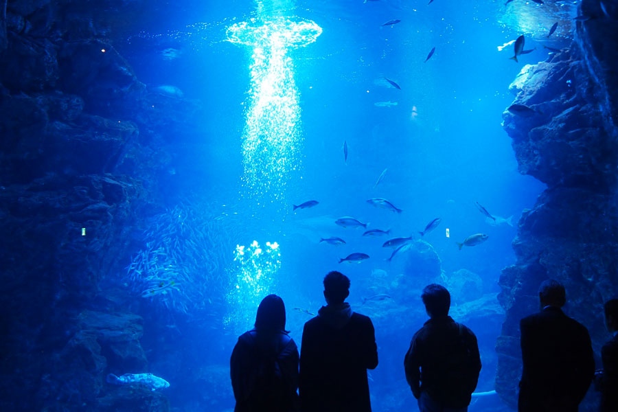 水族館 京都