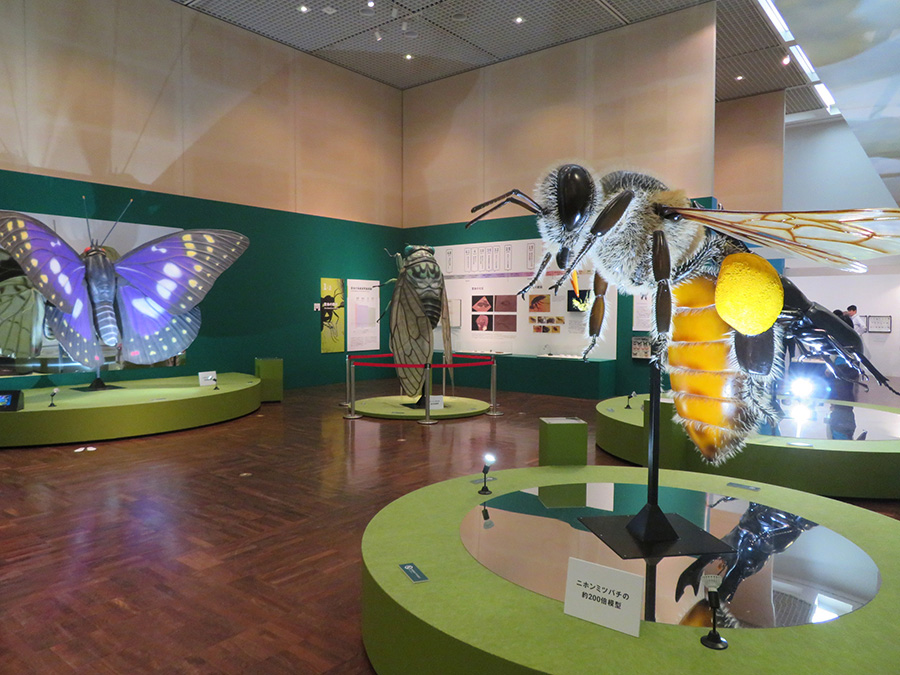 展覧会の冒頭を飾る全長約２メートルの巨大昆虫模型。ミツバチなら実物の２００倍の大きさだ