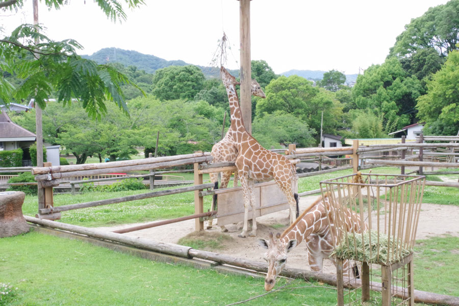 みさき公園が閉園 動物はアドベンチャーワールドへ譲渡決定 Lmaga Jp