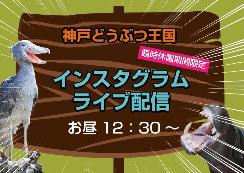 神戸の動物園 休園中に動物たちの様子を公式ｓｎｓでライブ配信 Lmaga Jp