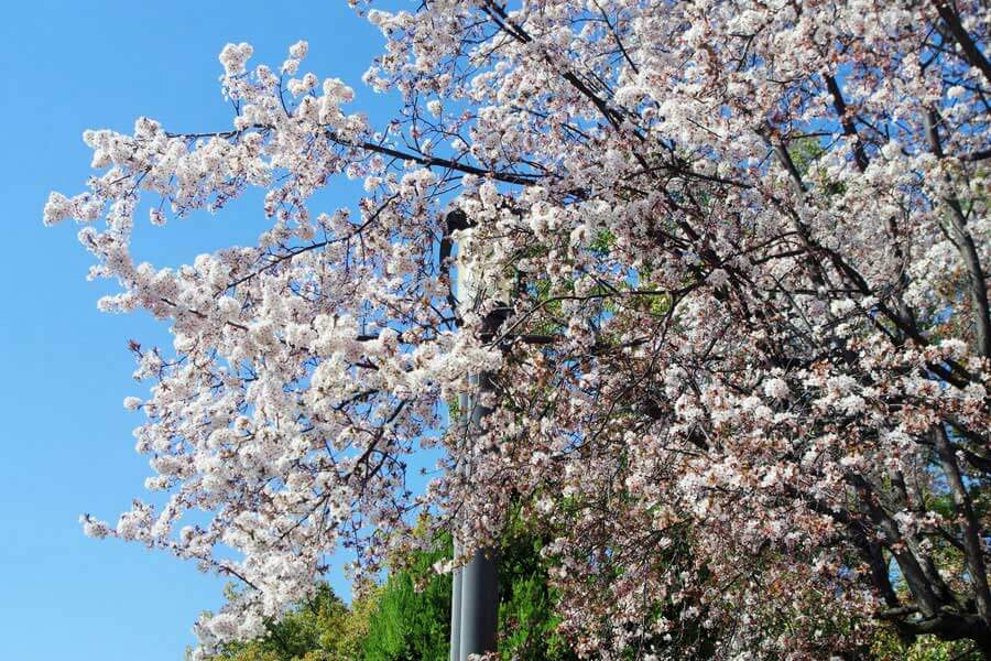 定例会見がおこなわれたこの日、「大阪城公園」の入り口では桜のソメイヨシノによく似たベニバスモモが満開になっていた（３月１２日１４時頃・大阪城公園）