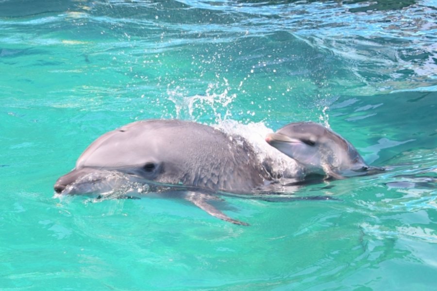 和歌山 アドベンチャーワールドで イルカの赤ちゃん誕生 Lmaga Jp