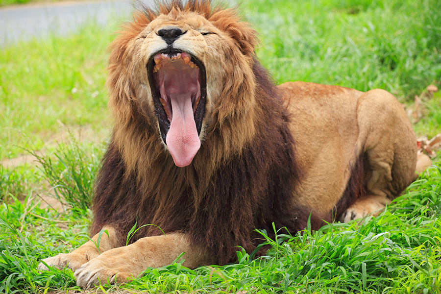 あくびをする「姫路セントラルパーク」（兵庫県姫路市）のライオン