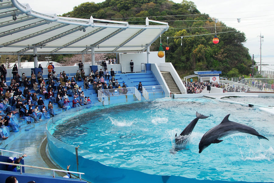 イルカショーも見納め 閉園みさき公園 全力でやり切れた Lmaga Jp