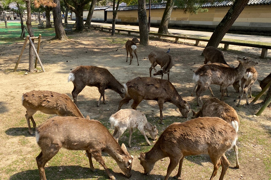 休業要請解除の奈良 公園や美術館が順次再開予定 Lmaga Jp