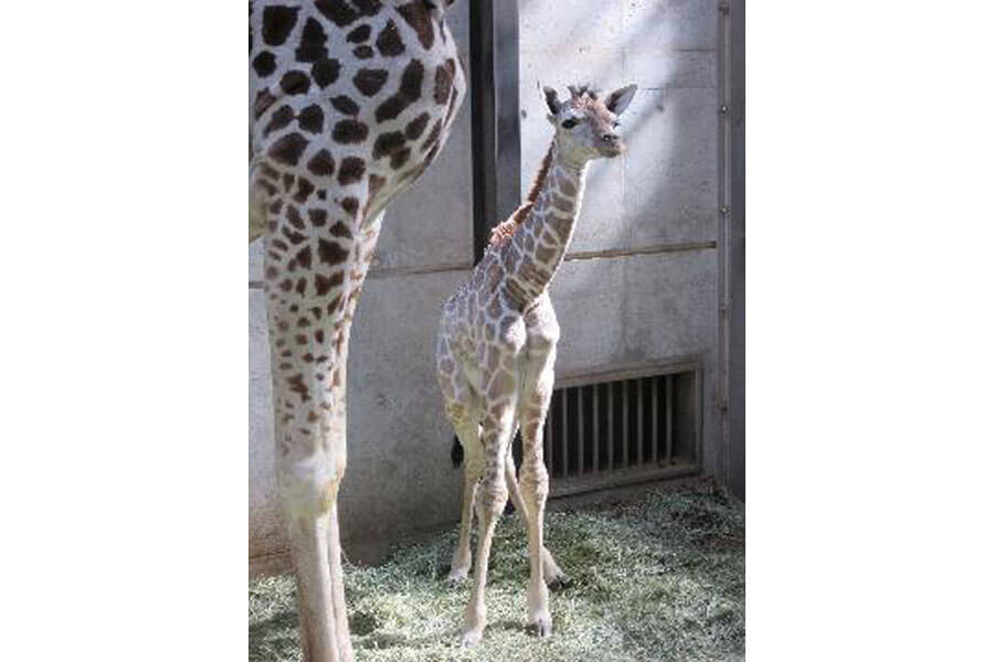 天王寺動物園にキリンの赤ちゃんが誕生 喜びを共有したい Lmaga Jp