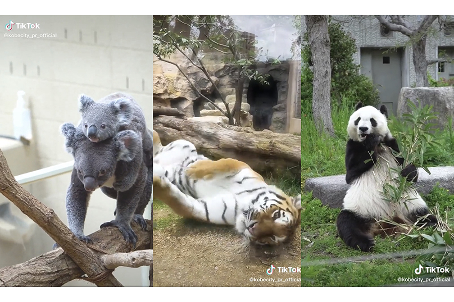 神戸市がＴｉｋＴｏｋで配信したコアラ、アムールトラ、ジャイアントパンダの癒やし動画