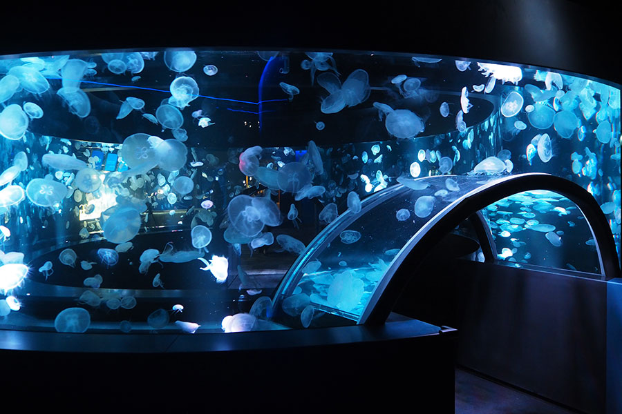 西日本最多のクラゲ展示、京都水族館「やっとお披露目」 | Lmaga.jp