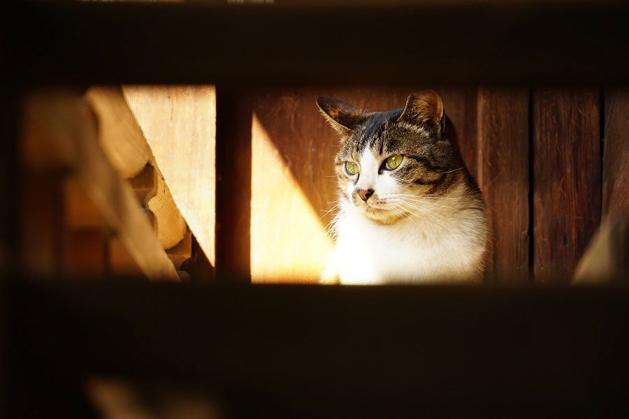 ツイッターに投稿された、今井さん撮影の「＃MK猫写真」