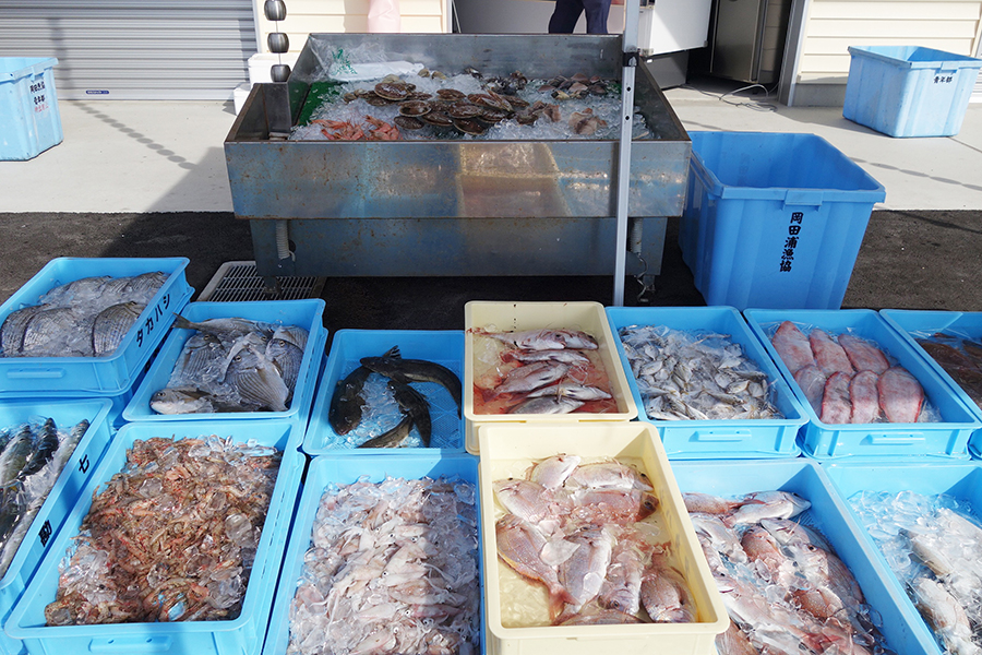 岡田浦漁港で水揚げされた新鮮な魚介も販売