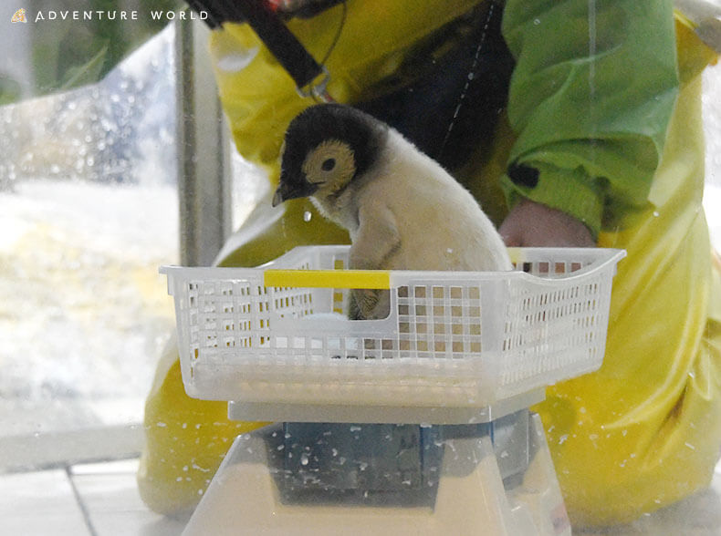 和歌山の赤ちゃんペンギン 生後１カ月で体重約４倍に Lmaga Jp