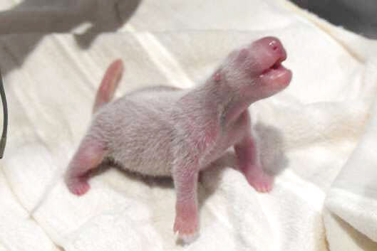 和歌山で赤ちゃんパンダ誕生 日本人スタッフのみで初の出産 Lmaga Jp