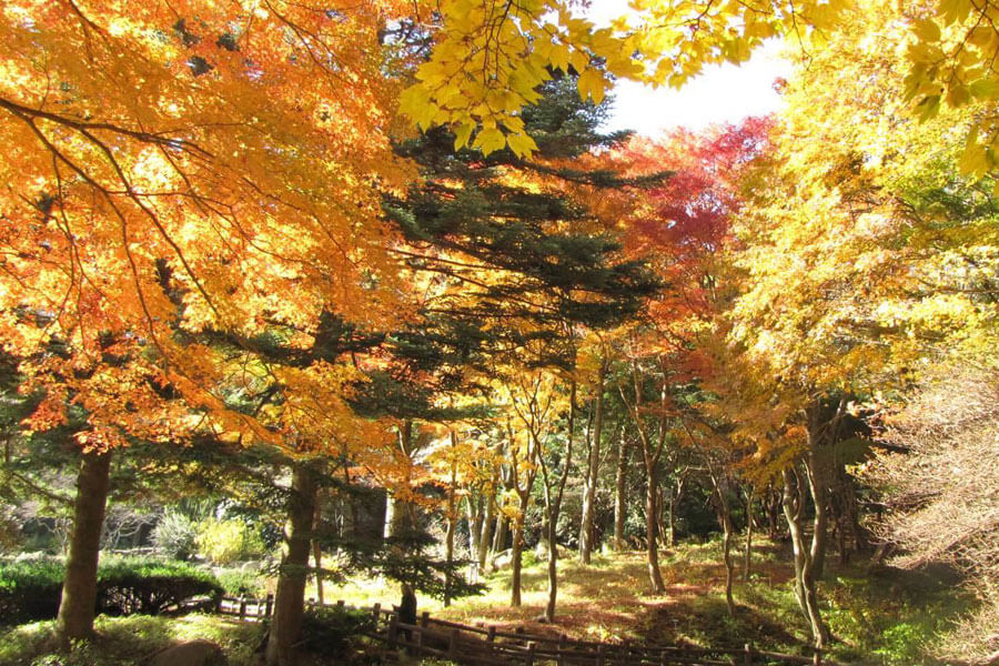 六甲山上で約２５０本の紅葉が見頃、日没後はライトアップも » Lmaga.jp