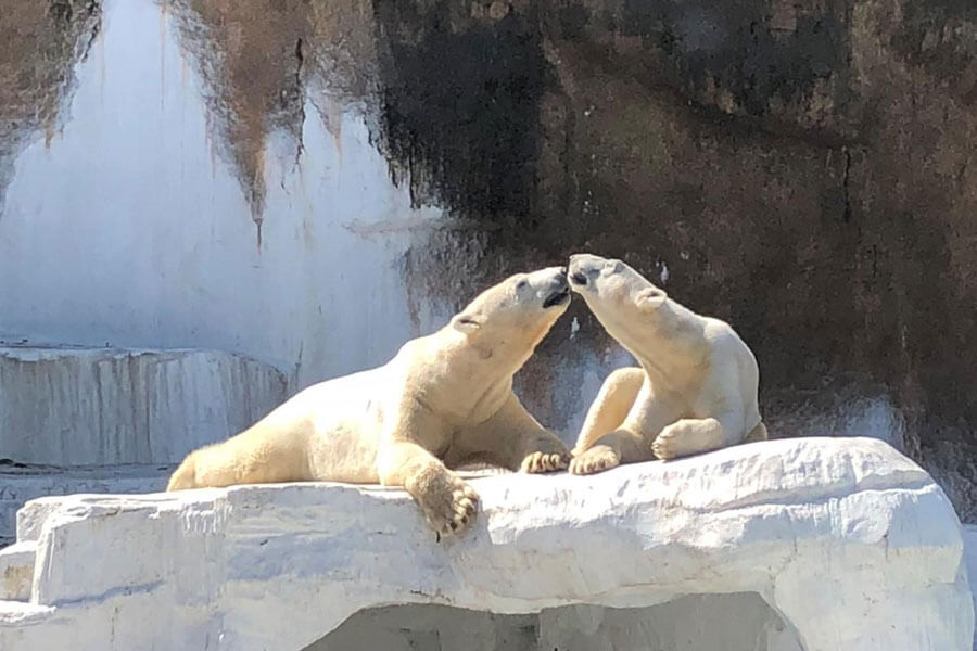 ５５１蓬莱のシロクマが双子の赤ちゃん出産 天王寺動物園で Lmaga Jp