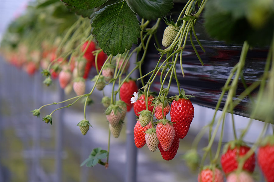 草津市のブランドいちご「蜂蜜いちご」。まるでいちごの生ジュースを味わっているかのようにジューシーで濃厚な「紅ほっぺ」など、農園兼カフェ「Strawberry Factory」では複数の品種を栽培している