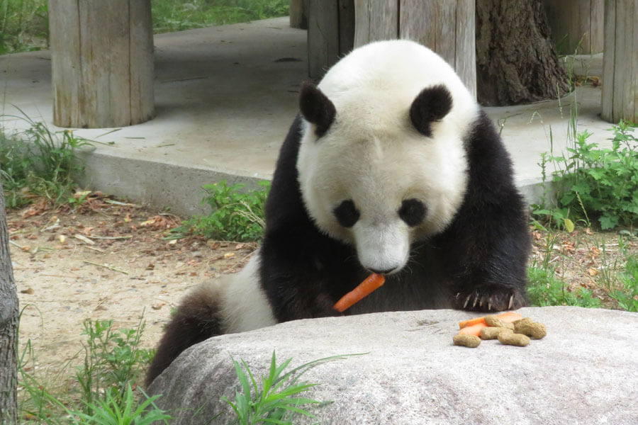 王子 動物園 パンダ