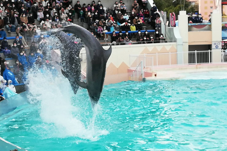 須磨 水族館 イルカ ショー