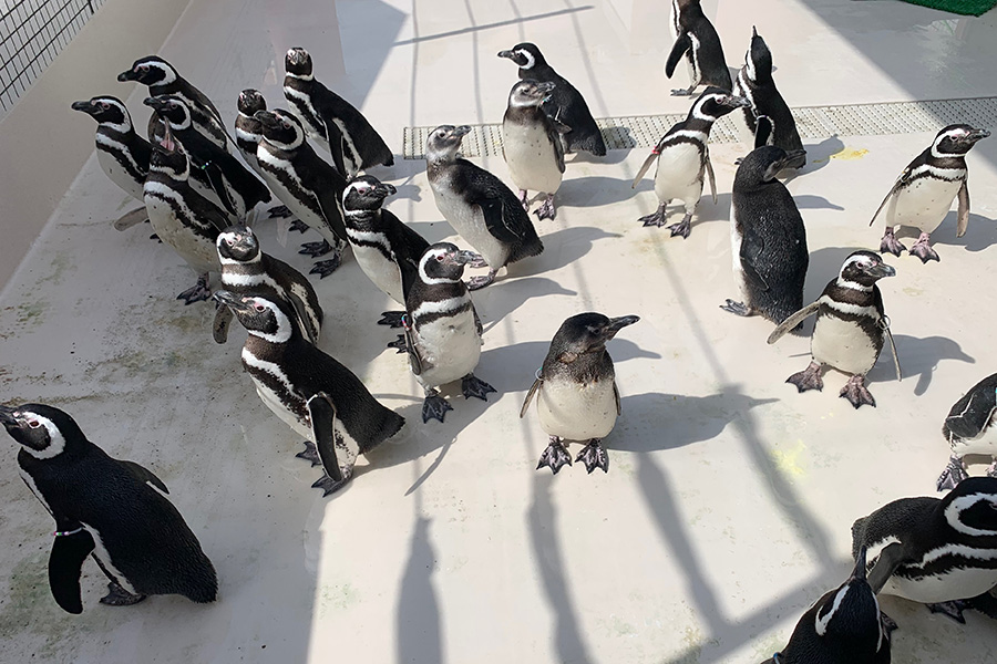 新設された「ペンギン広場」にお引越ししたペンギンたち