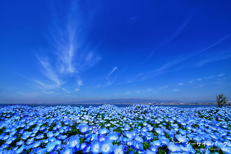 大阪で ネモフィラ祭り 開催 花 空 海の青色が絶景 Lmaga Jp