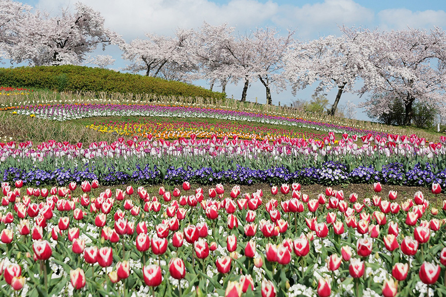 まもなく見頃 関西で出合える花の絶景 桜との競演も Lmaga Jp