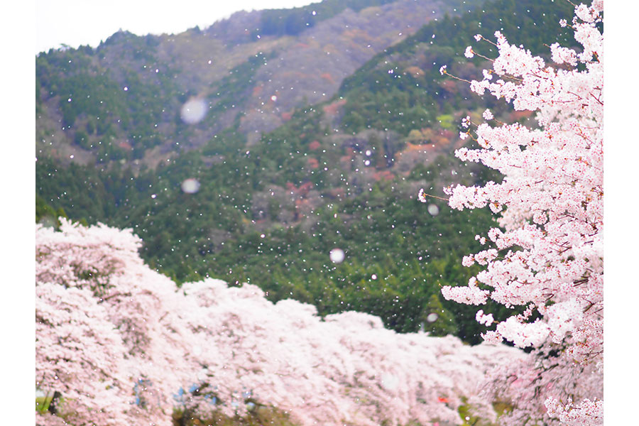 2021年「桜フォトコンテスト」特別賞『鮎河の千本桜』（撮影・諸川ドライバー）