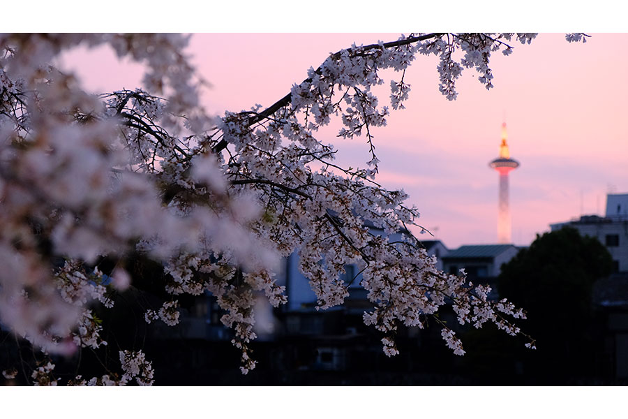 2021年「桜フォトコンテスト」大賞『七条大橋』（撮影・観光ドライバー）