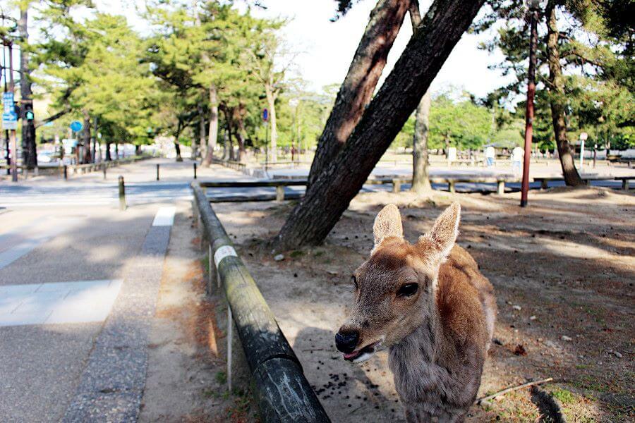 奈良県庁、奈良県議会、奈良公園付近の様子（2021年4月27日・奈良市）