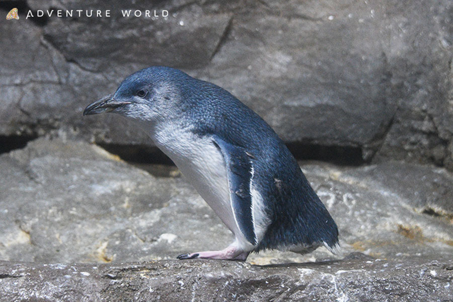 フェアリーペンギンの赤ちゃん アドベンチャーワールドに誕生 Lmaga Jp