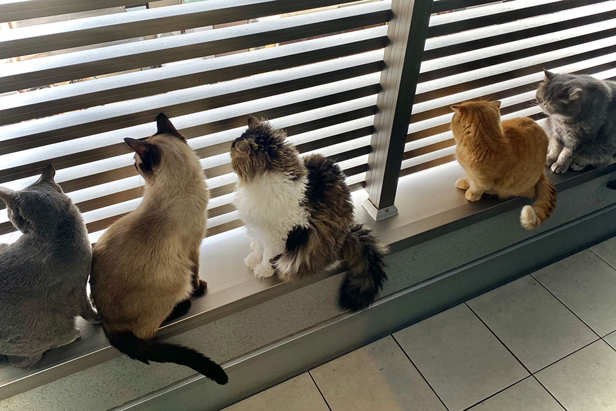外を眺める猫さんたち（提供：キャットアパートメントコーヒー）