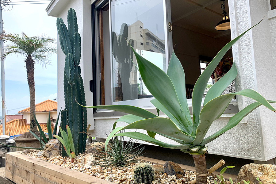 サボテンやフェニックスなど南国風な植栽や店内のグリーンは、上富田町の庭工房