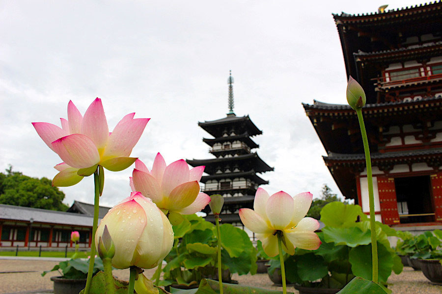 奈良市内４ケ寺の 蓮の花 見頃に 子ども向け企画も初開催 Lmaga Jp