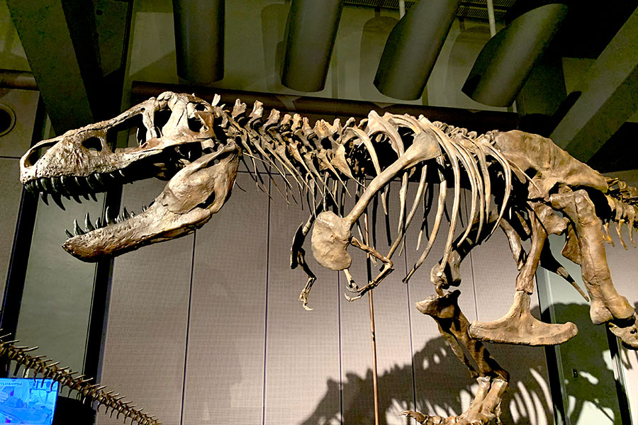 大阪で迫力大のティラノサウルス展 日本初公開の標本も Lmaga Jp