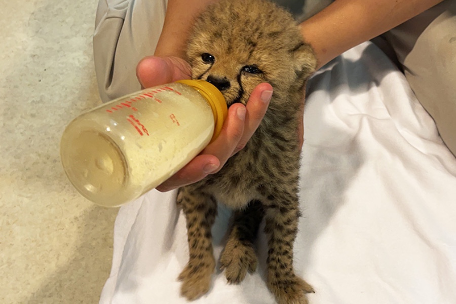 チーターの母乳の成分に近いネコ用の人工乳を飲むチーターの赤ちゃん（提供：アドベンチャーワールド）