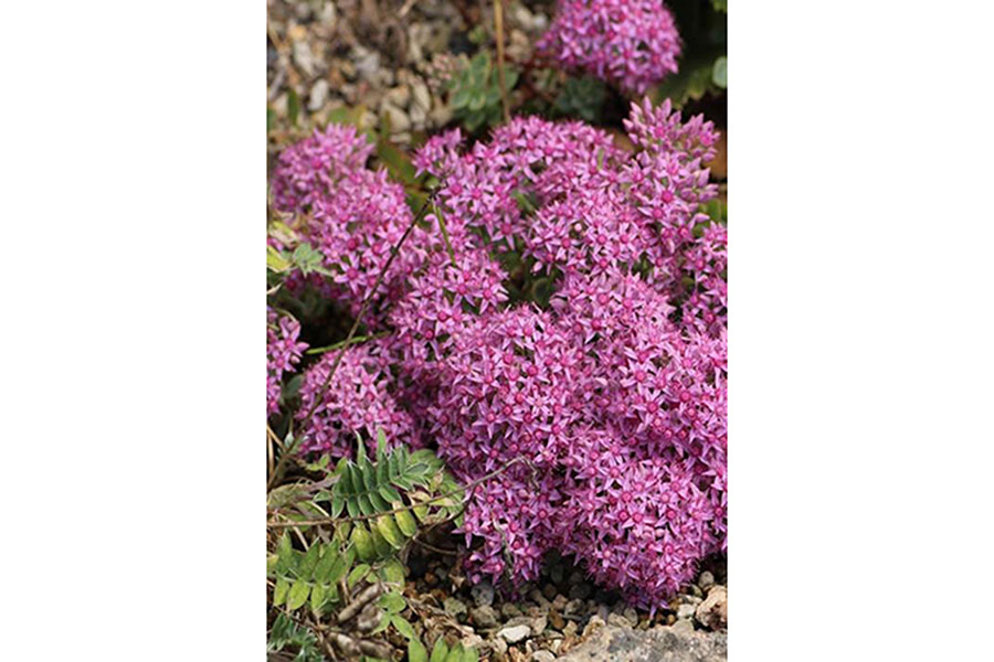 秋の貴重な高山植物 ミセバヤ 六甲山の植物園で見頃に Lmaga Jp