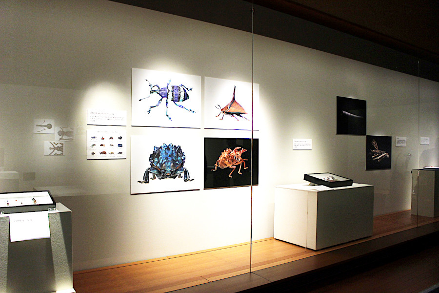 第１展示室「虫博士が贈る美しき虫の世界」の展示風景