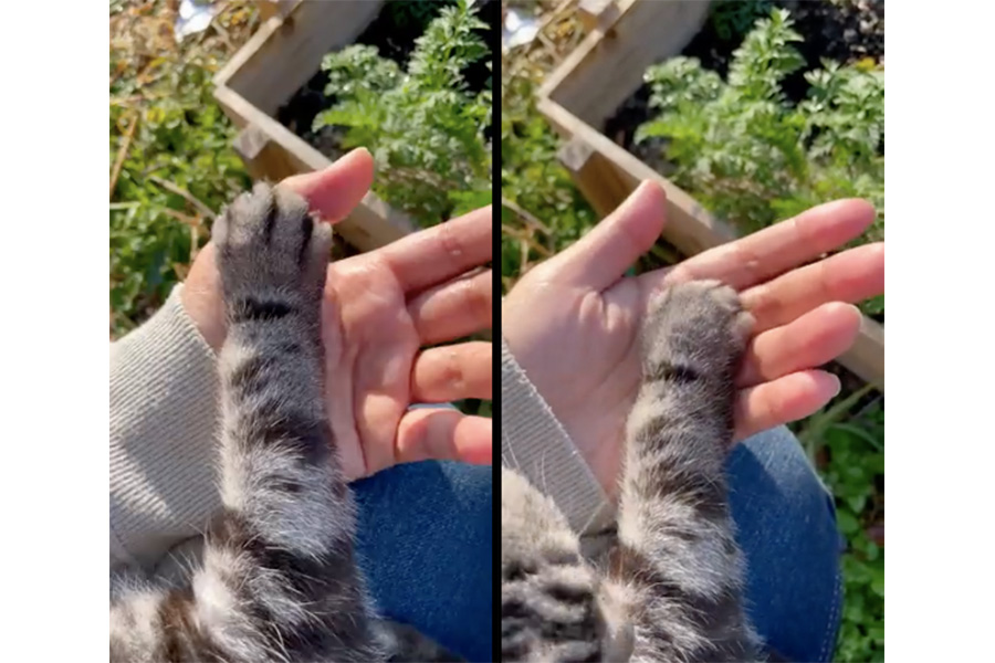 SNS投稿で反響があった「山猫軒」の「手を握ってくれるサービス」Twitterの動画より