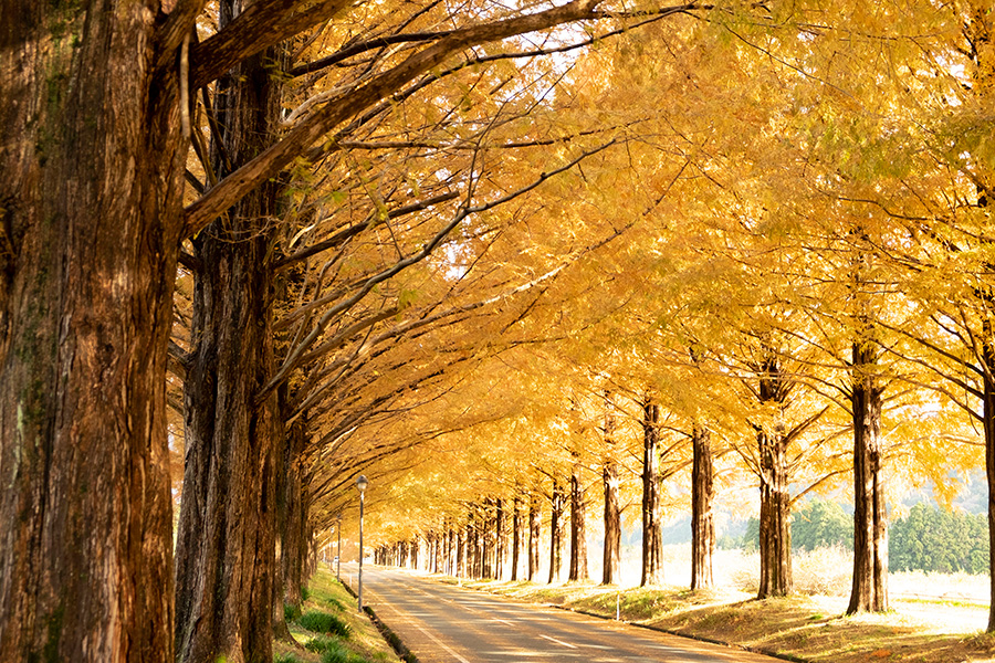 レンガ色〜黄金色のグラデーションが美しい並木道。歩行者の安全のため、歩道側からの撮影がおすすめ（2021年12月1日撮影）