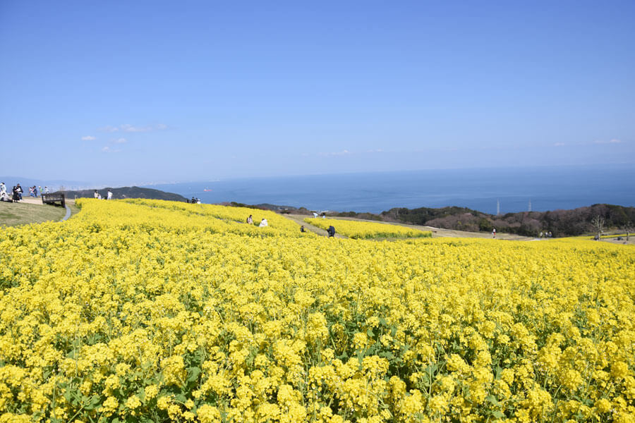 淡路島で花のじゅうたん 一面が黄や青でｓｎｓ映えは確実 Lmaga Jp