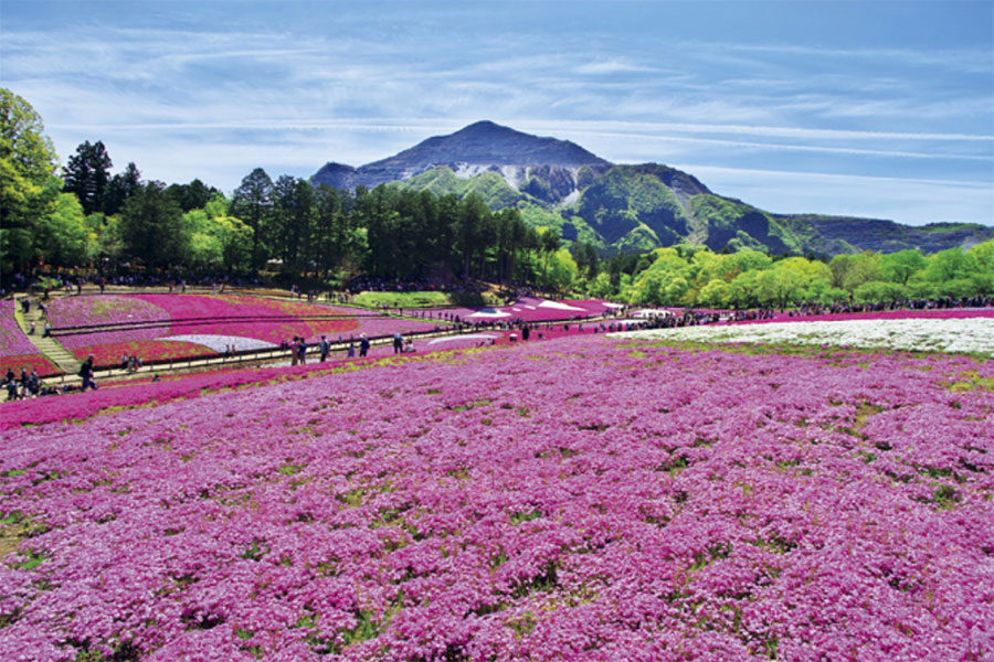 10位：羊山公園芝桜の丘【埼玉県】